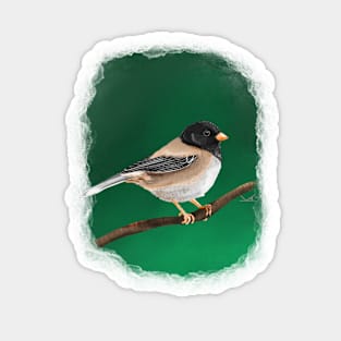 Dark Eyed Junco Sticker